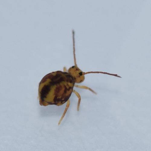 Dicyrtomina ornata